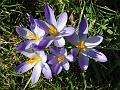 2010-0302-1415_Crocuses-11,3C